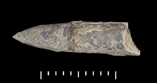 Parapassaloteuthis zieteni (Mayer-Eymar, 1884) - PI CC 1117 - belemnite