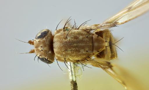 Anastomyza specularis Malloch, 1933 - 010833354 Anastomyza specularis holotype male habitus dorsal detail