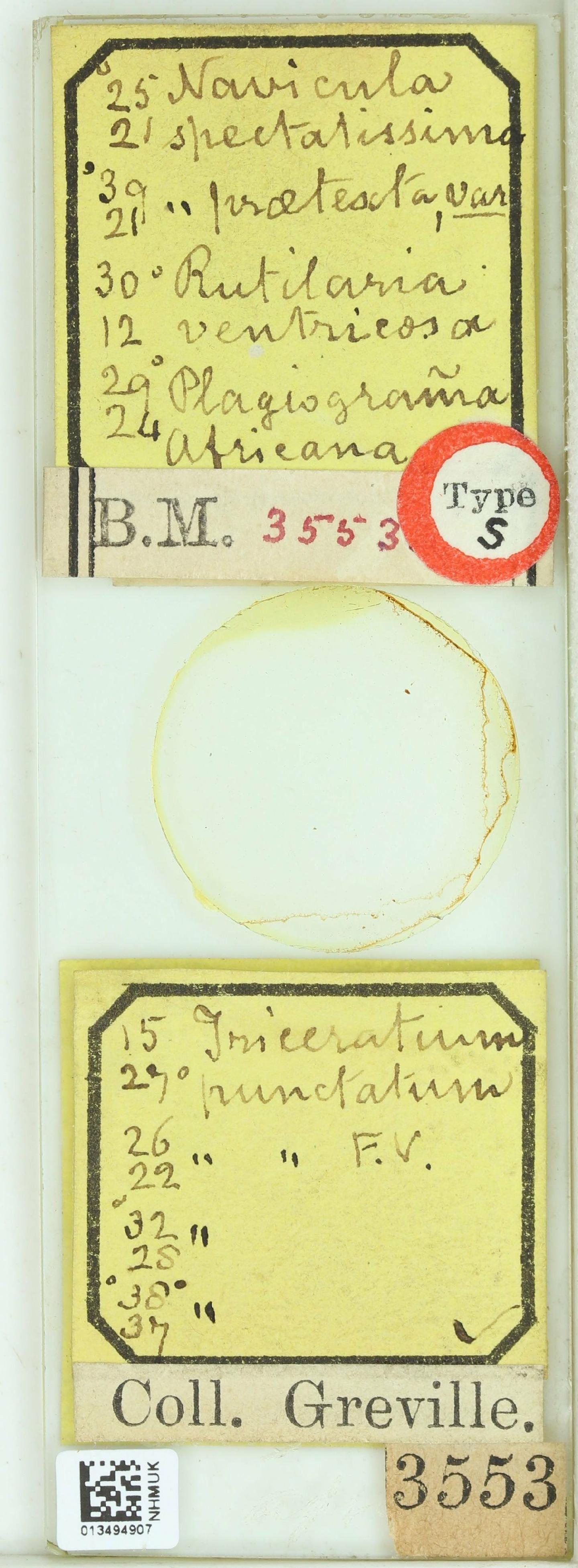 To NHMUK collection (Plagiogramma orientale Grev.; HOLOTYPE; NHMUK:ecatalogue:4741293)