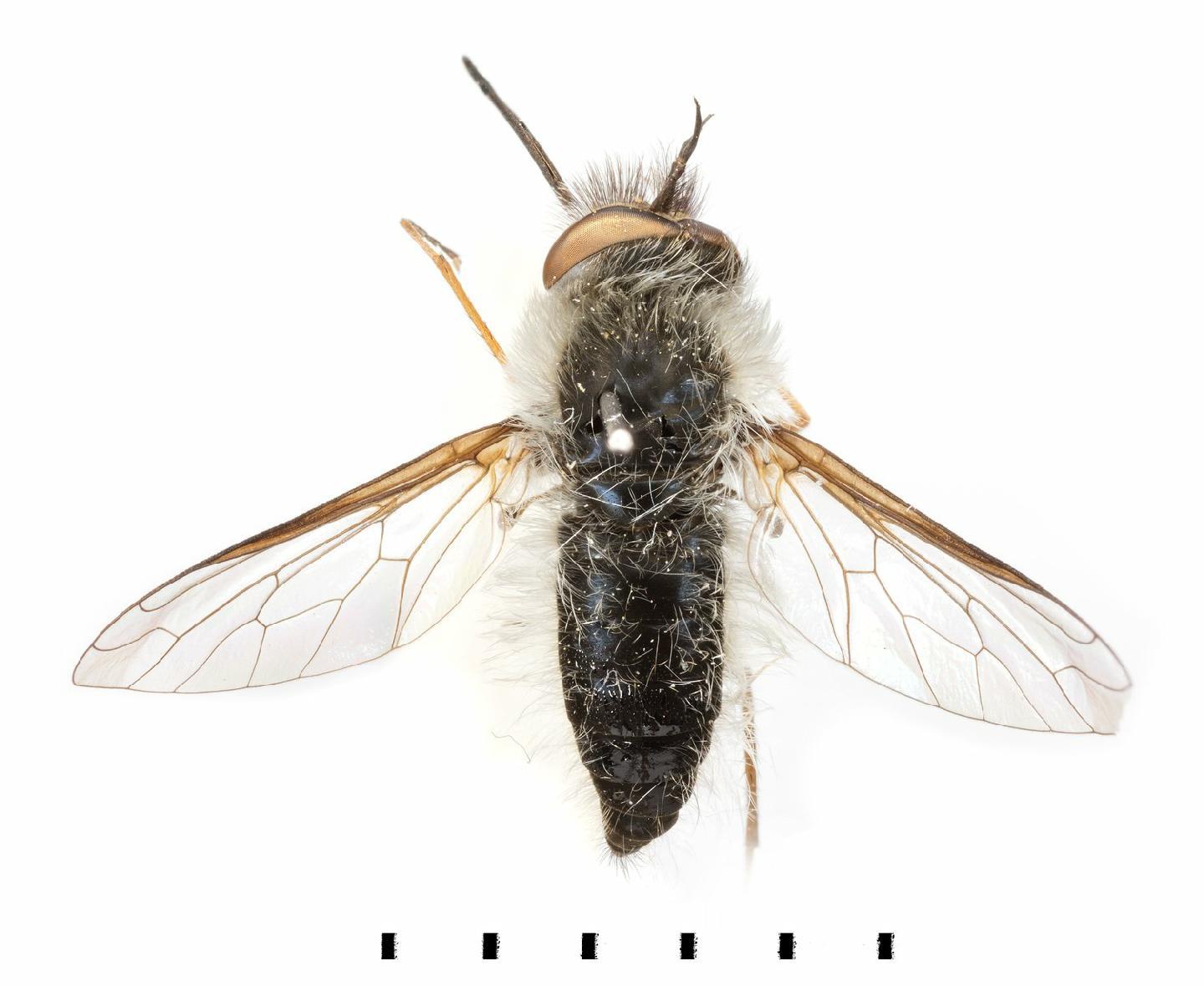 Pilosia