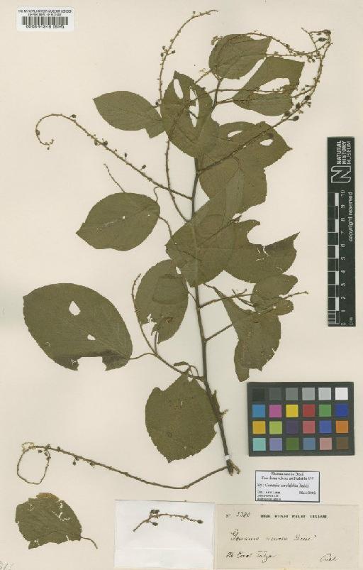 Gouania corylifolia Raddi - BM000544346