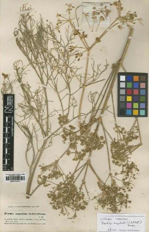 Ferulago angulata (Schltdl.) Boiss - BM000885343
