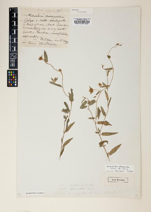 Convolvulus cancerianus Abdallah & Sa'ad - 000049220