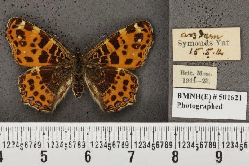 Araschnia levana (Linnaeus, 1758) - BMNHE_501621_167667