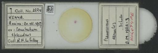 Planococcus aemulor De Lotto, 1964 - 010138329_117334_7804811