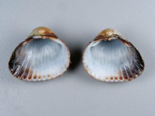 Cerastoderma glaucum (Bruguière, 1789) - 014449220_02
