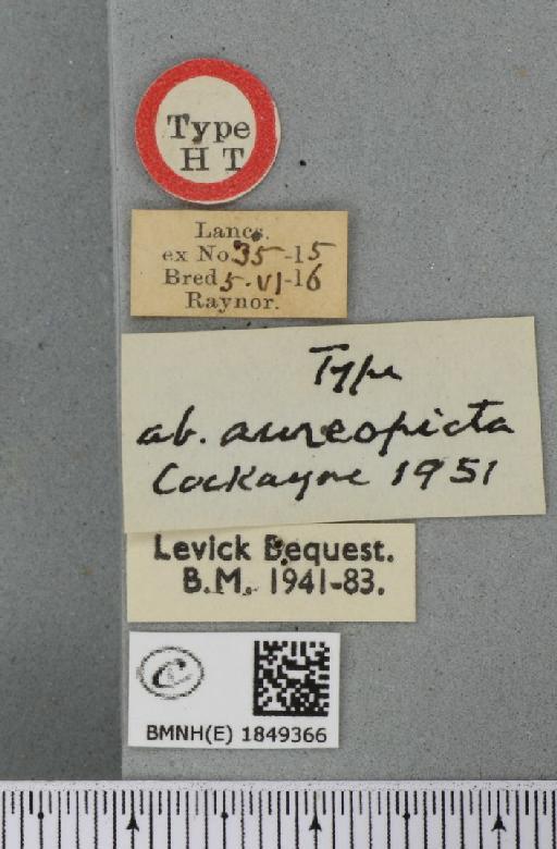 Abraxas grossulariata ab. aureopicta Cockayne, 1951 - BMNHE_1849366_label_414232