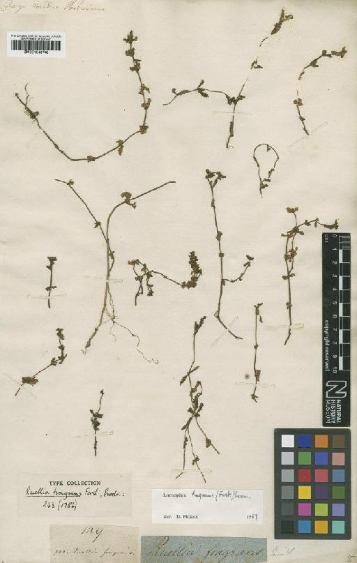 Limnophila fragrans (G.Forst.) Seem. - BM001040742