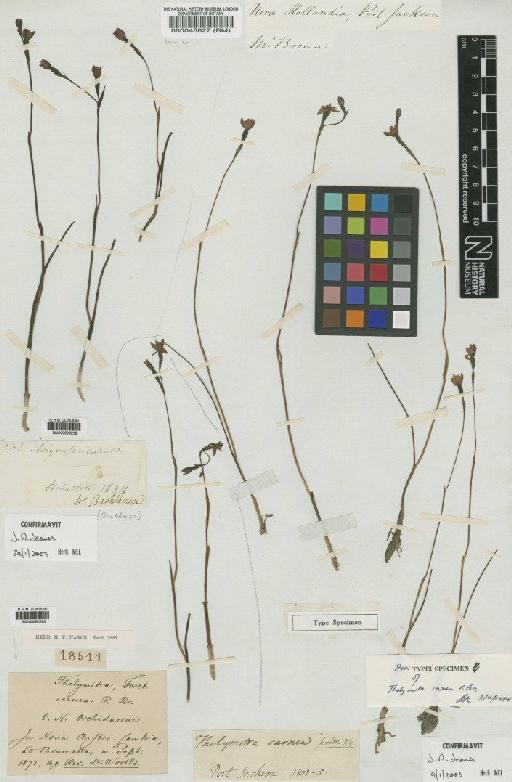 Thelymitra carnea R.Br. - BM000048827