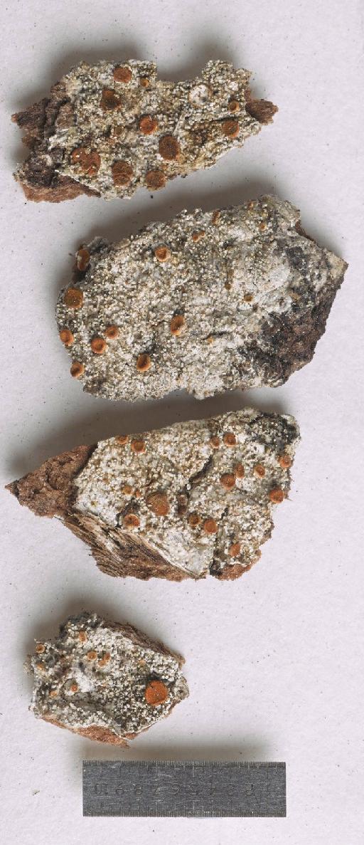 Brigantiaea isidiigera Hafellner - BM001096153_a