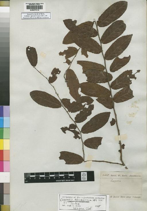 Capparis L. - Spruce - BM000778720