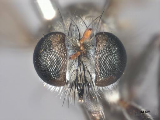 Anypodetus unicolor Oldroyd, 1974 - 013445842_anterior_head