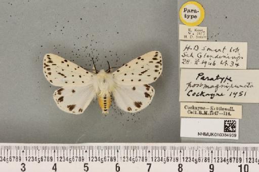 Spilosoma lubricipeda ab. postmagnipuncta Cockayne, 1951 - NHMUK_010384959_508608