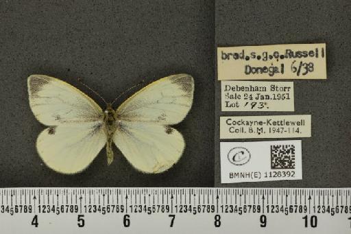 Pieris napi britannica ab. immaculata Strand, 1901 - BMNHE_1128392_81204