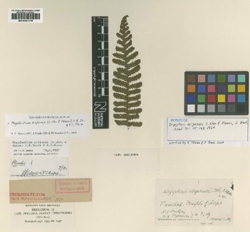 Megalastrum aripense (C.Chr. & Maxon) A.R.Sm. & R.C.Moran - BM000907715