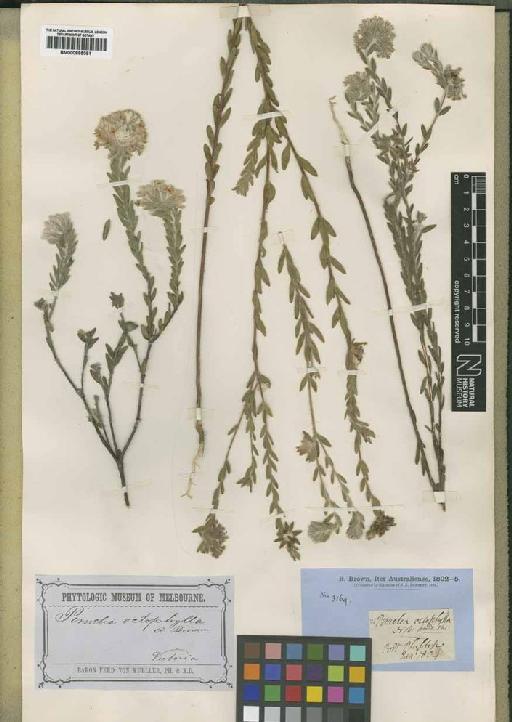 Pimelea octophylla R.Br. - BM000895081
