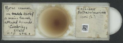 Parthenolecanium corni (Bouche, 1844) - 010137623_117397_1101018