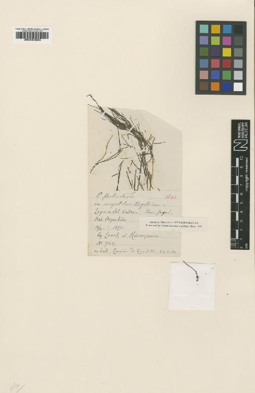 Potamogeton striatus Ruiz & Pav. - BM000938280
