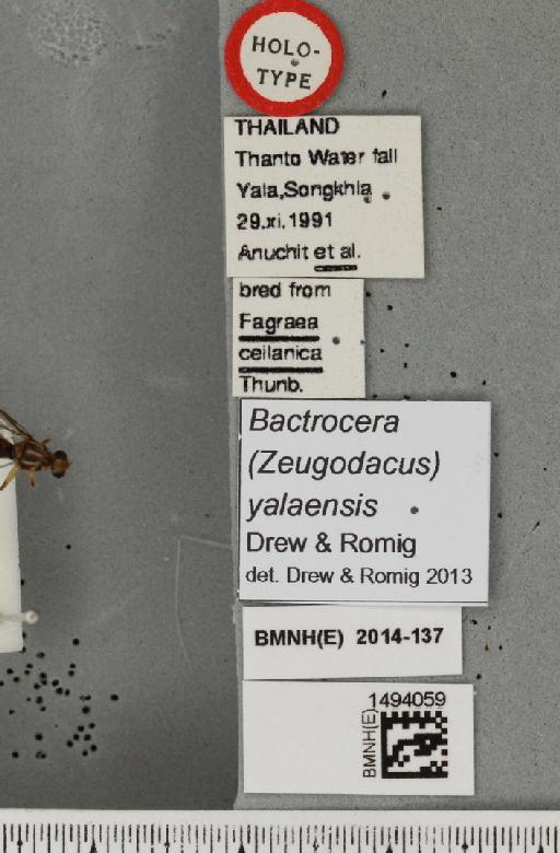 Bactrocera (Javadacus) yalaensis Drew & Romig, 2013 - BMNHE_1494059_label_44645