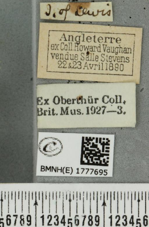 Dysstroma truncata concinnata (Stephens, 1831) - BMNHE_1777695_label_348633