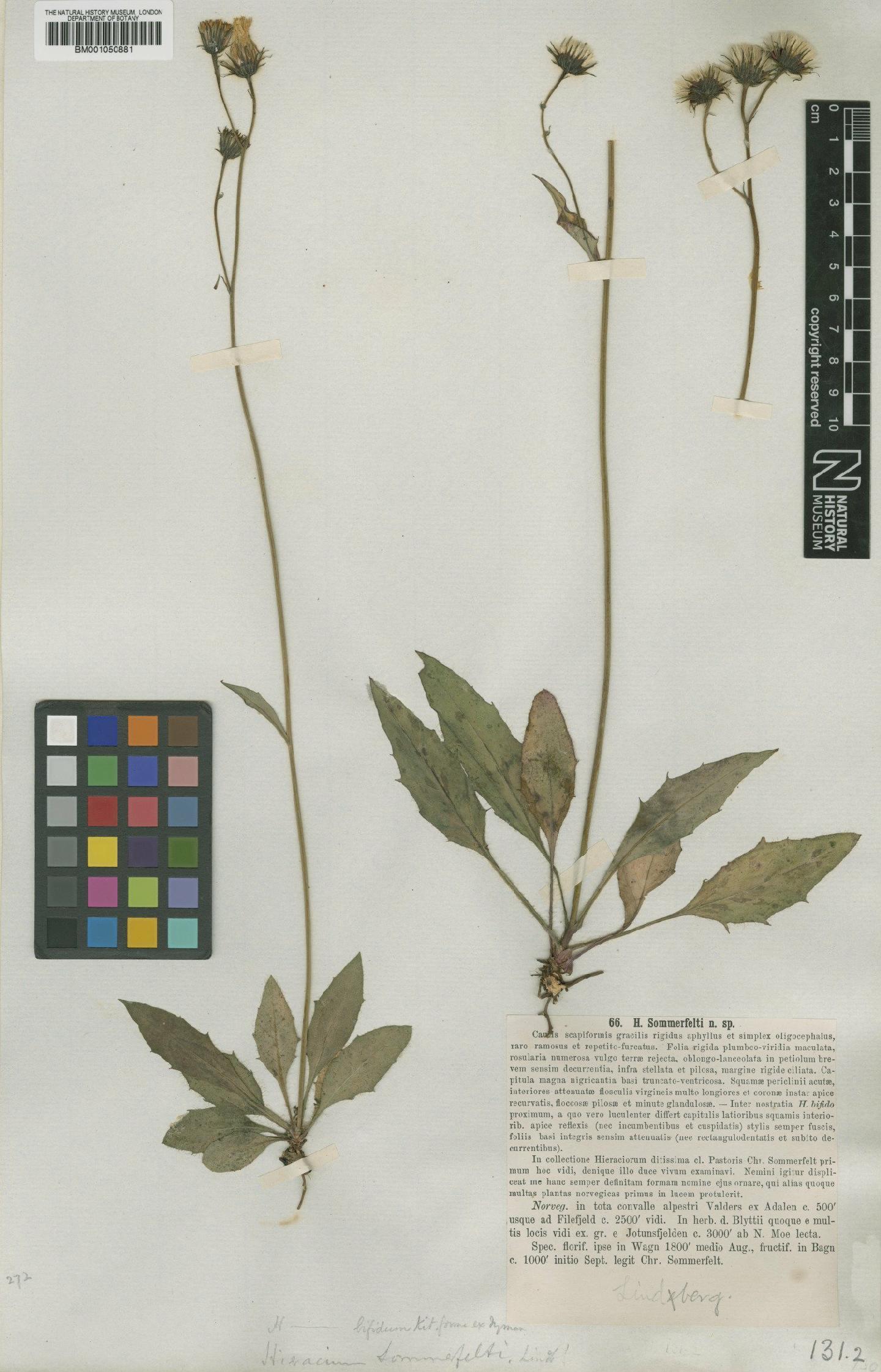 To NHMUK collection (Hieracium sommerfeltii Lindeb; TYPE; NHMUK:ecatalogue:2400177)