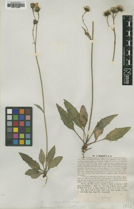 Hieracium sommerfeltii Lindeb - BM001050881
