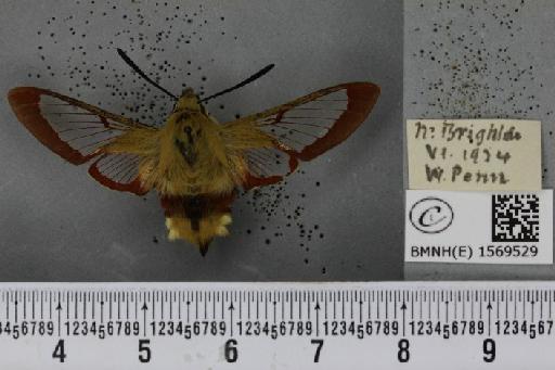 Hemaris fuciformis (Linnaeus, 1758) - BMNHE_1569529_491690