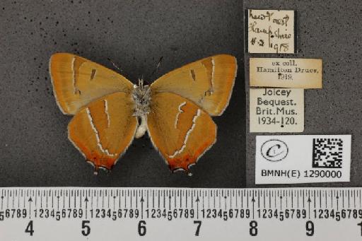 Thecla betulae (Linnaeus, 1758) - BMNHE_1290000_126411