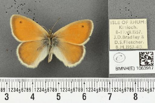 Coenonympha pamphilus f. rhoumensis Harrison, 1948 - BMNHE_1063917_25138