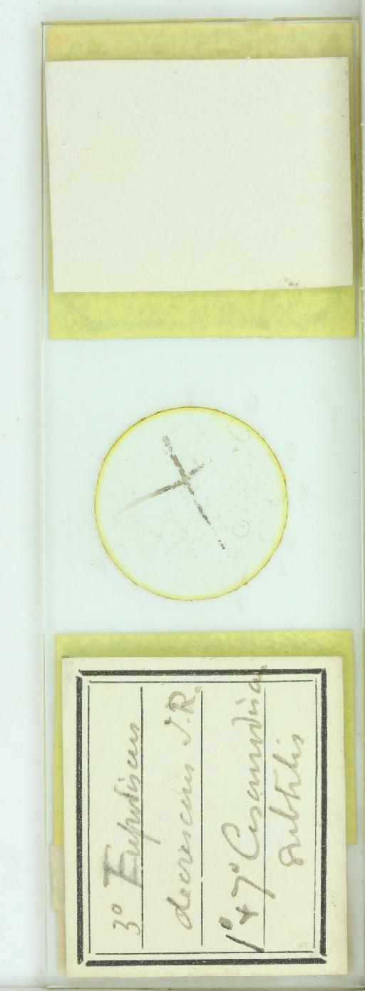 Pseudictyota reticulata (Roper) P.A.Sims & D.M.Williams - 013496511_additional