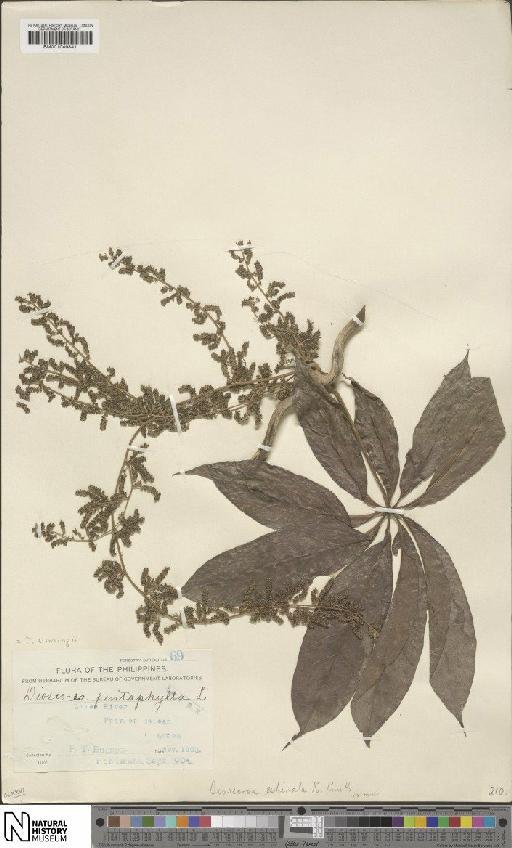 Dioscorea cumingii Prain & Burkill - BM001049841