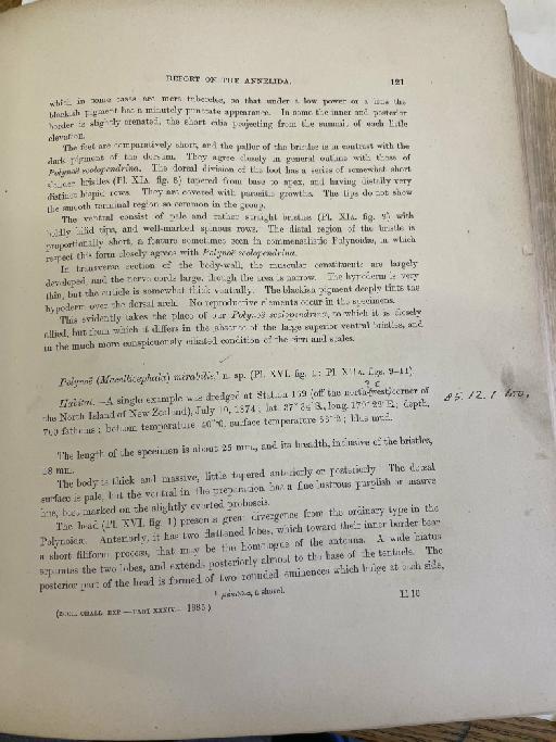 Laenilla fusca McIntosh, 1885 - Challenger Polychaete Scans of Book 69