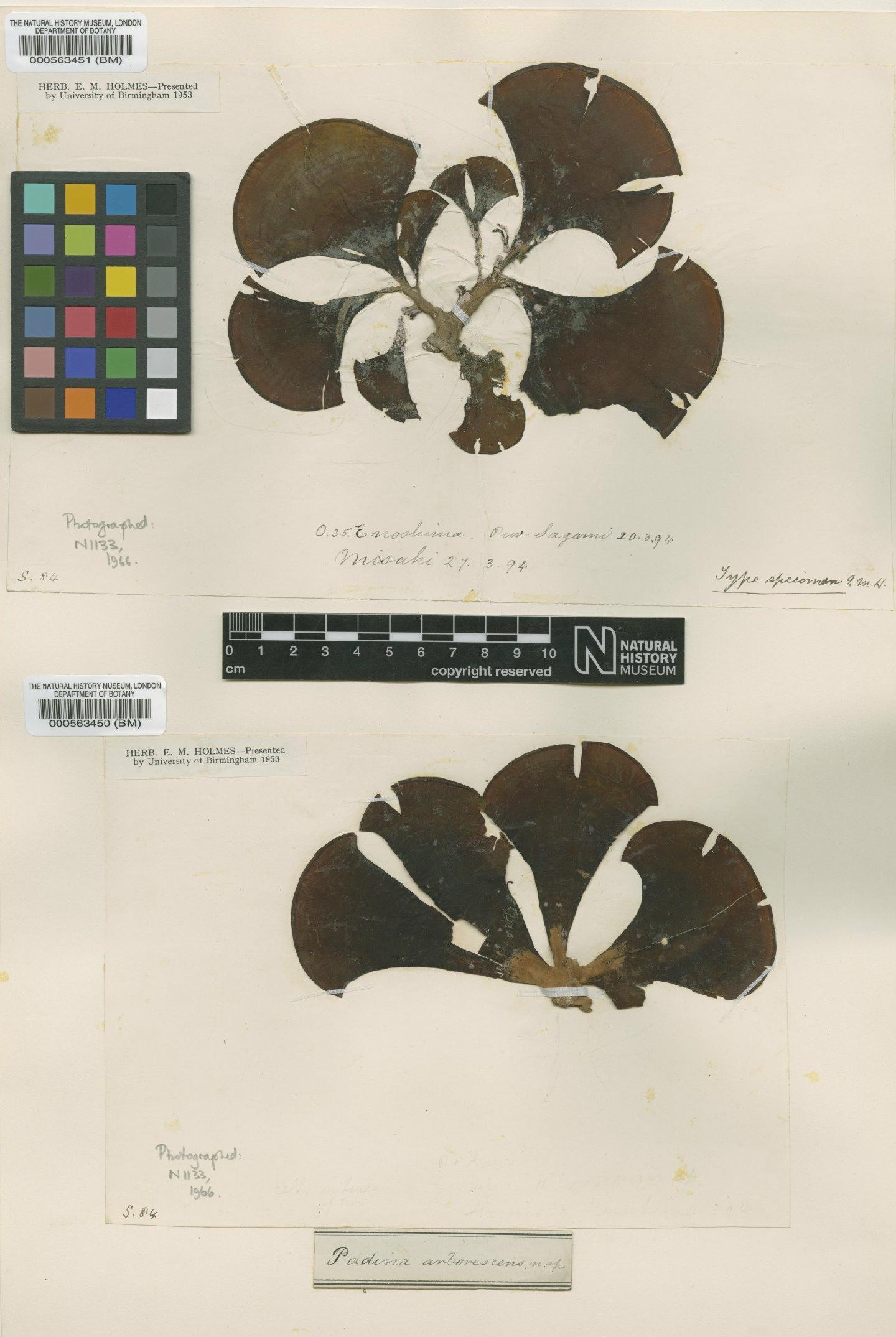 To NHMUK collection (Padina arborescens Holmes; Type; NHMUK:ecatalogue:4719666)