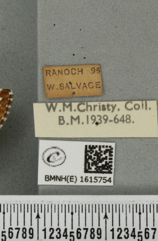 Epirrhoe tristata (Linnaeus, 1758) - BMNHE_1615754_label_324299