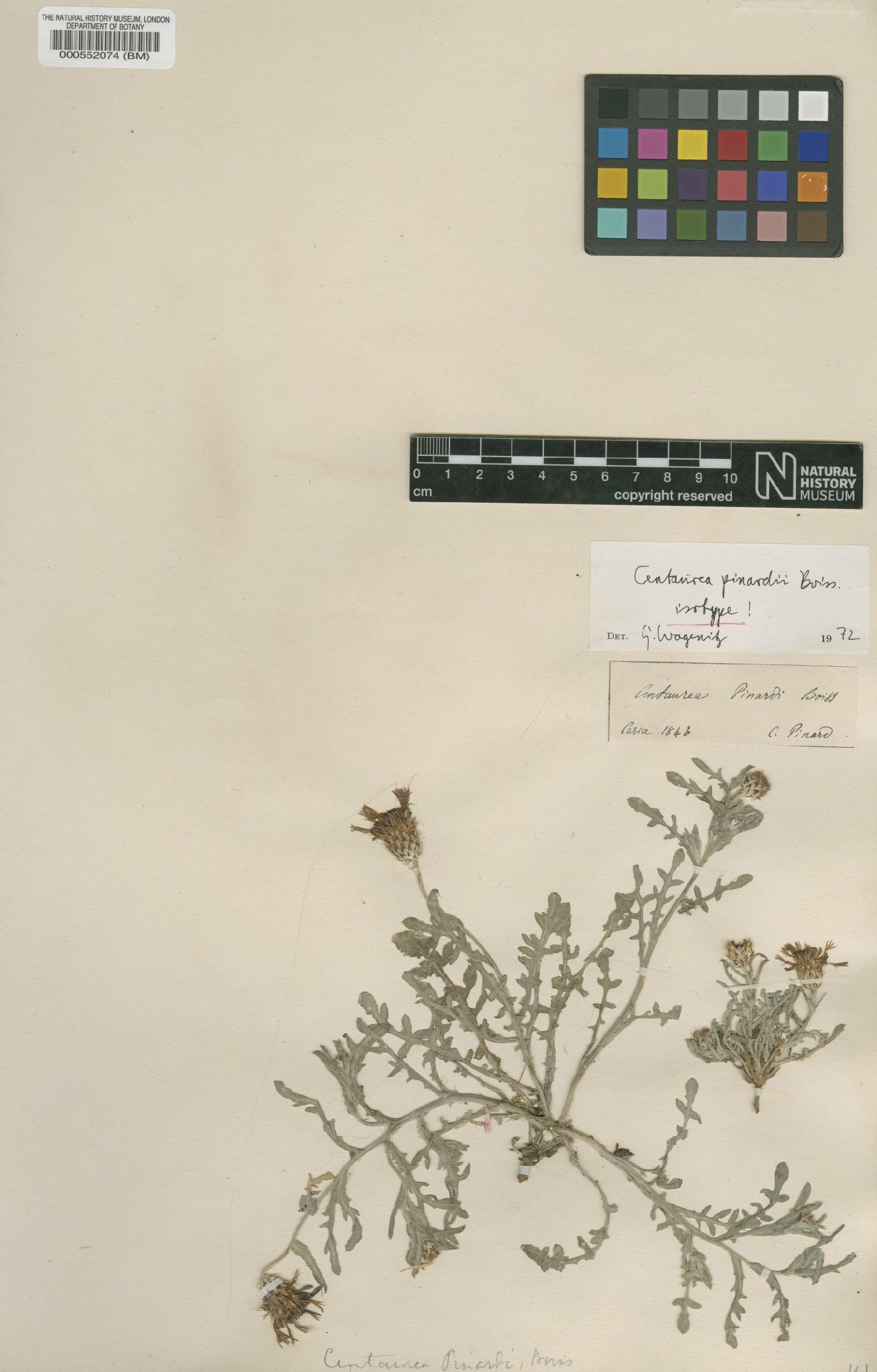 To NHMUK collection (Centaurea pinardi Boiss.; Isotype; NHMUK:ecatalogue:4680944)