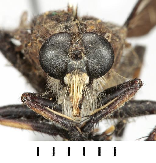 Asilus pelago Walker, 1849 - NHMUK013655446_Asilus_pelago_PLT_Female_head