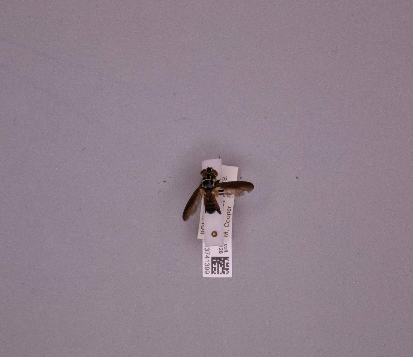 Cylindrophasia