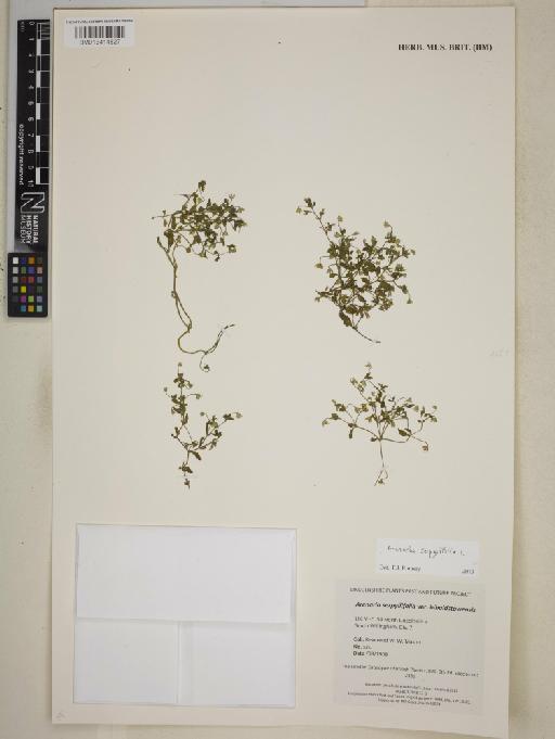 Arenaria serpyllifolia L. - BM013414827