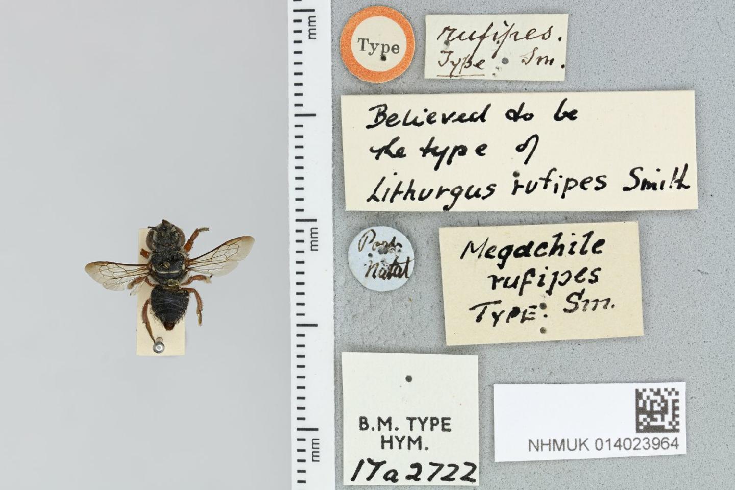 Megachile rufipes thumbnail