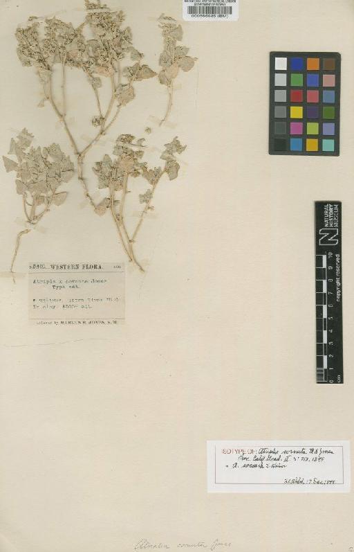 Atriplex saccaria Watson - BM000566685