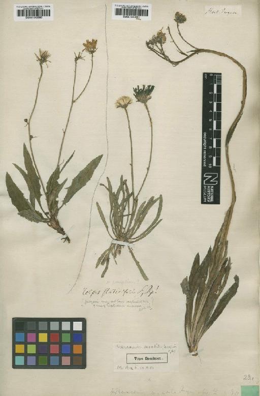 Hieracium saxatile Jacq. - BM001043980