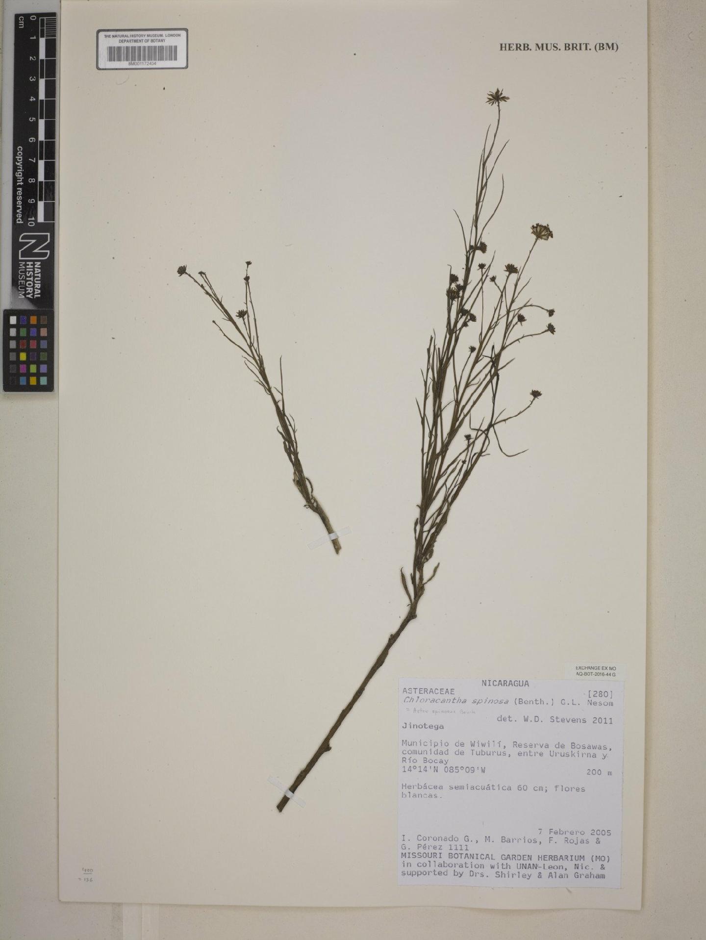 To NHMUK collection (Aster spinosus Benth.; NHMUK:ecatalogue:7974728)