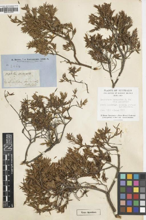 Leucopogon acuminatus R.Br. - BM001040085