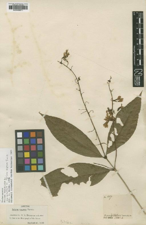 Petrea volubilis L. - BM000992711