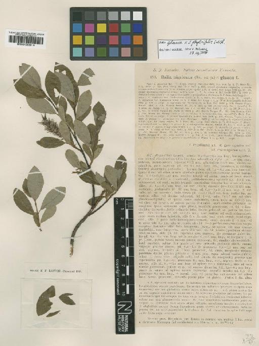 Salix glauca L. - BM001066915