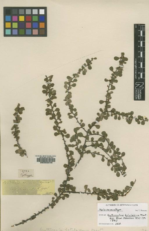 Erythroxylum betulaceum Mart. - BM000630146