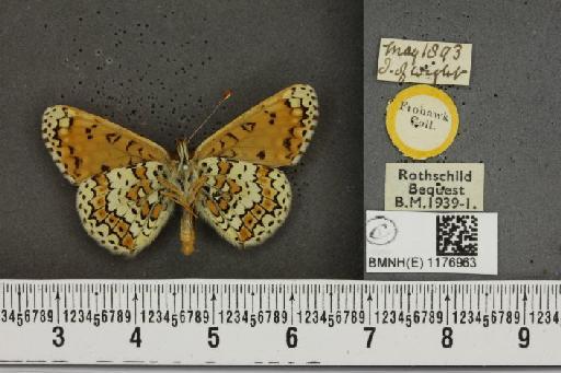 Melitaea cinxia (Linnaeus, 1758) - BMNHE_1176963_32627