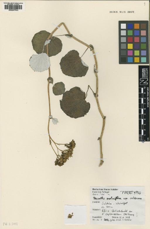 Pericallis malvifolia subsp. caldeirae H.Schaef. - BM000777603
