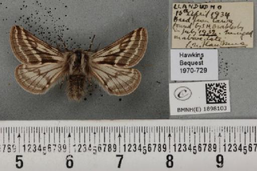 Lycia zonaria britannica (Harrison, 1912) - BMNHE_1898103_460315