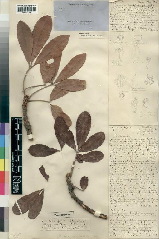 Oldfieldia dactylophylla (Welw. ex Oliv.) Léonard - BM000911098
